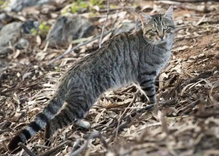 Hudson County Unveils Legislation To Create “Trap-Neuter-Release” Grant Program