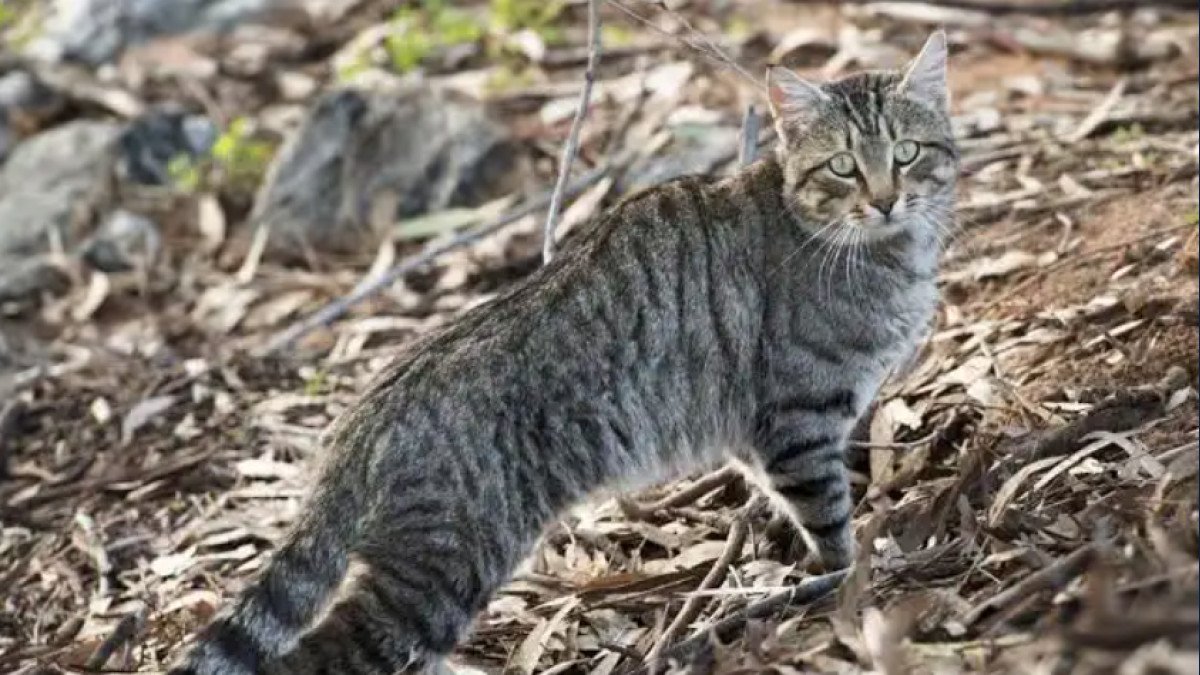 Hudson County Unveils Legislation To Create “Trap-Neuter-Release” Grant Program