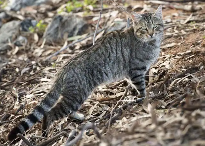Hudson County Unveils Legislation To Create “Trap-Neuter-Release” Grant Program